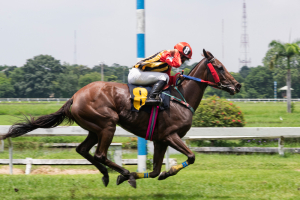 Horse Racing Tour At The Hong Kong Jockey Club Happy Valley